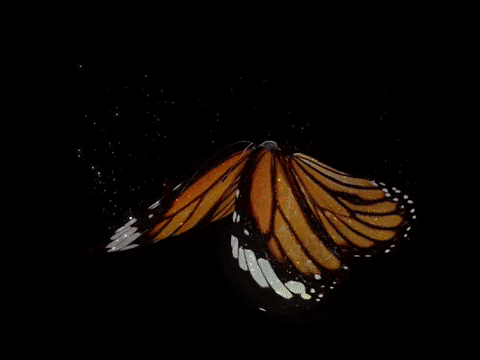 Butterfly GIF by Capture Social Group