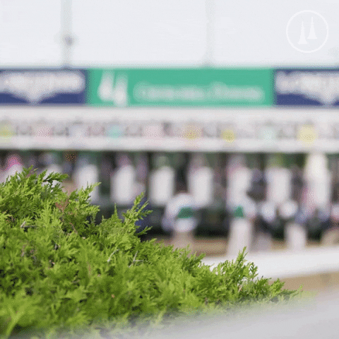TwinSpires  GIF