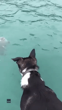 Seafaring Dog Knows to Let Sleeping Seals Lie