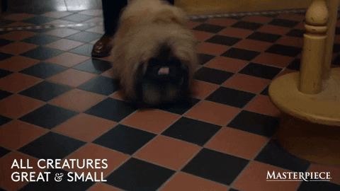 Dog GIF by MASTERPIECE | PBS