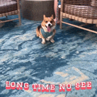 Corgi Milo GIF