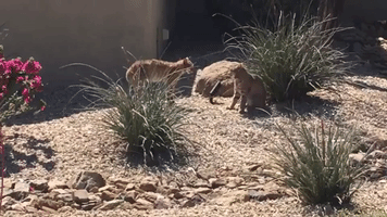Arizona Bobcats Appear to Face Off in Tense Battle, Experts Say They're Probably Mating