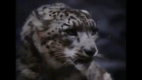 Snow Leopard Film GIF