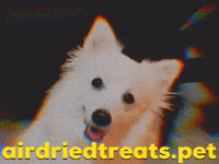 airdriedtreats cute dog what are you doing head tilt whatcha doin GIF