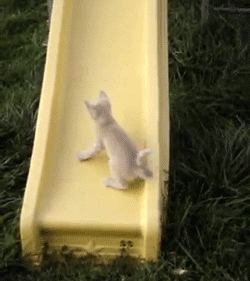 TV gif. A kitten on America's Funniest Home Videos tries desperately to run up a plastic slide, making a tiny bit of progress, reaching out for the side, and then sliding back down on its bottom.