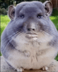 Fat Rat GIF