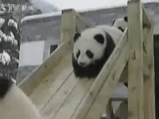 panda slide GIF