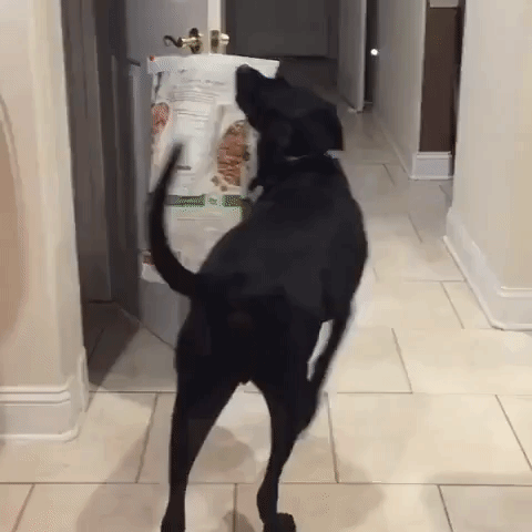 Clever Dog Steals His Snacks Back
