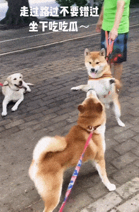 cuteanimalland giphyupload GIF