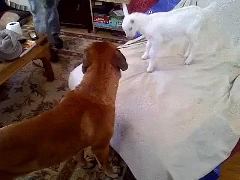 GIF by Random Goat