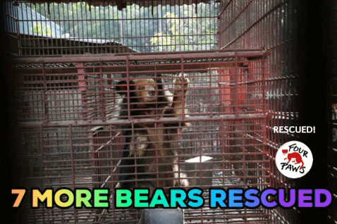 Animal Rescue Bears GIF by FOUR PAWS Australia