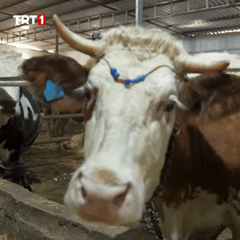 Whats Up Yes GIF by TRT