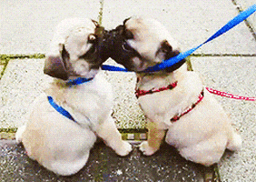 Kissing Valentines Day GIF