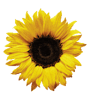 Bee Sun Safe Sticker by Apivita