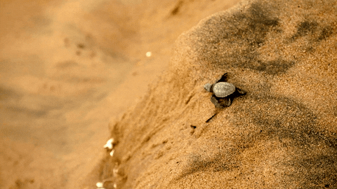 When Nature Calls Fall GIF by ABC Network