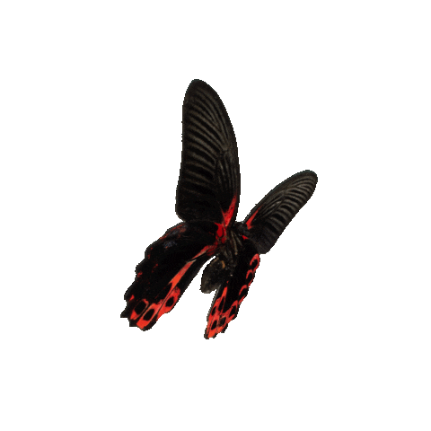 michaeldamnitz giphyupload butterfly schmetterling michaeldamnitz Sticker