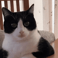 German Cat GIF by Sam Wood