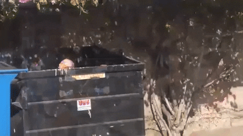 lfly giphygifmaker thundercat dumpster GIF