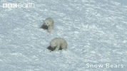 Fail Polar Bear GIF by BBC Earth