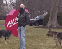 Dog GIF by GIPHY News