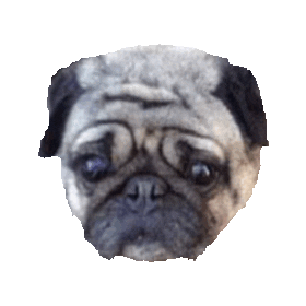 sad pugs STICKER by imoji