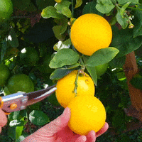 FastGrowingTrees  GIF