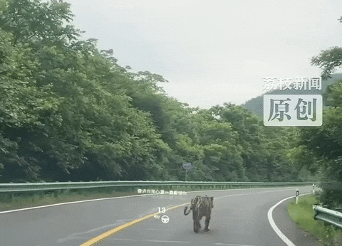 引用:新京報