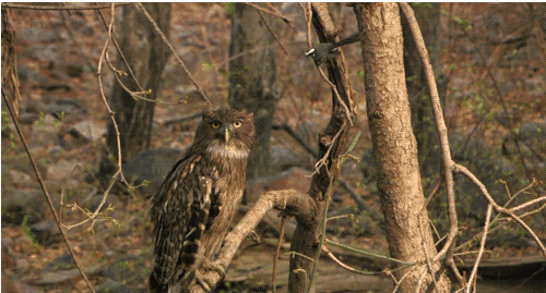 Unimpressed Bird GIF