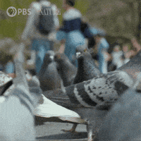 Explore New York City GIF by Nature on PBS