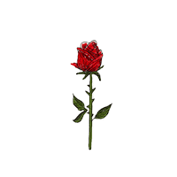 Porcos_com_asas nature flower rose rosa Sticker