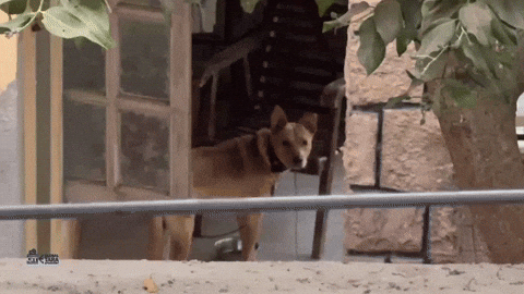 Watching Watch Out GIF by Global Tara Entertainment