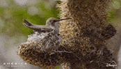America Birds GIF by Nat Geo Wild
