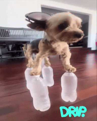 Dog Drip GIF