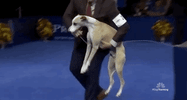 national dog show 2018 GIF by NBC