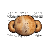 Bagel Sticker by Alex Boya