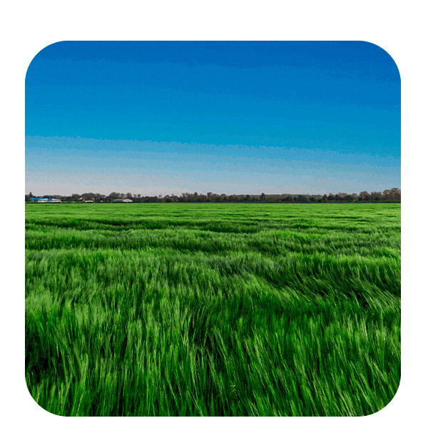 Pasto Extraordinario GIF by Corteva Brasil