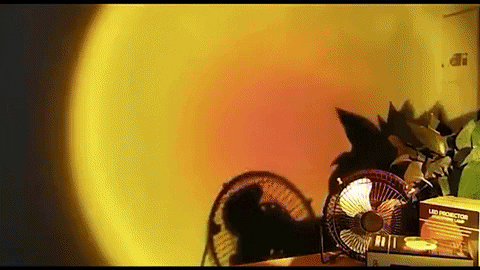 trueeasy giphyupload GIF