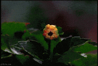 flower blooming GIF