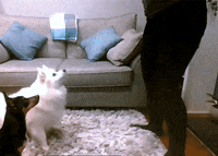 Tonight Show Dance GIF by The Tonight Show Starring Jimmy Fallon