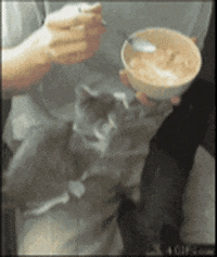 hungry cat GIF