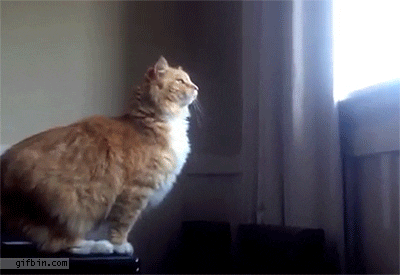 franfalsoni giphyupload GIF