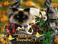 sunday GIF