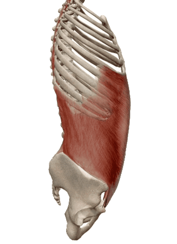 physiocentermx giphyupload physiocenter oblicuosabdominales oblicuointerno Sticker