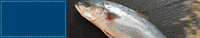 GIF by Food Lover's market