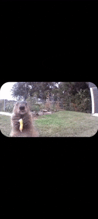 Excited Cat GIF