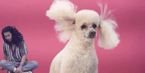 Puppy Greenscreen GIF by SORAN