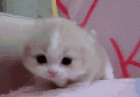 cutie pie GIF