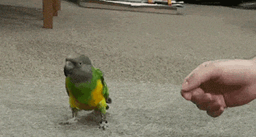 tingtinglu giphyupload GIF