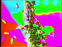 Jean Painleve Vhs GIF by Preston Spurlock