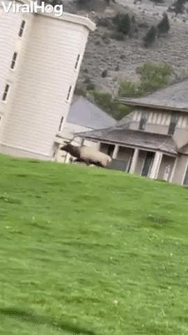Bull Elk Attacks Park Ranger Vehicle